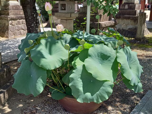 蓮の花_弘法山 遍照院
