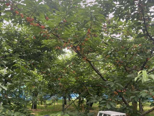 あいにくの雨でしたか、園内はなんか問題もありません。_元祖 天童観光果樹園