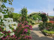 いざのりさんの一本木公園の投稿写真1