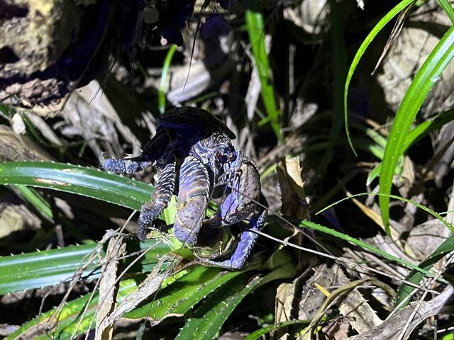 天然のヤシガニを発見!_OKINAWA.NATURE.ASHIBI堂