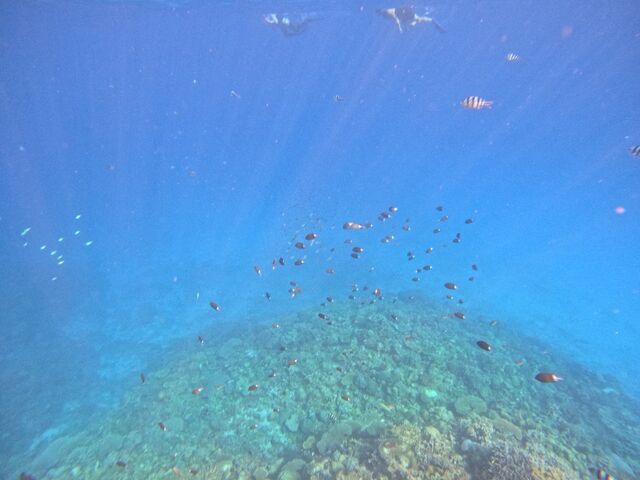 シュノーケリングの様子です_Diving Shop Nalu