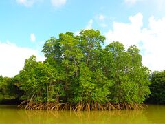 sさんの縄文トライブスへの投稿写真1