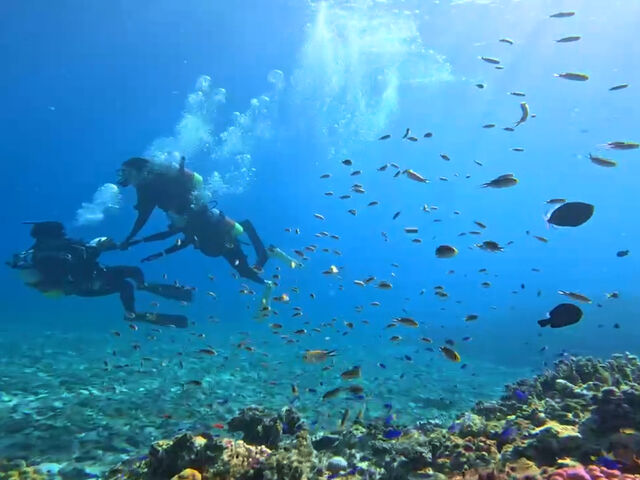 視界いっぱいの熱帯魚_ダイビングショップTI.OCEAN