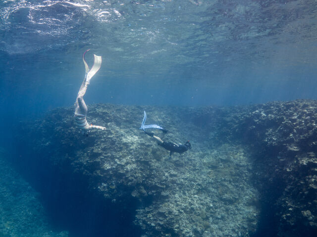 お魚と一体です_Saltwater social club