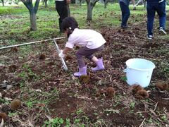 野田みかん園の写真2