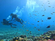 おもちさんのダイビングショップTI.OCEANの投稿写真3