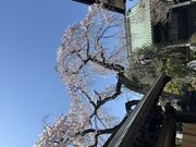 りさこんさんの清浄寺の投稿写真1