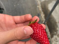 たけちよさんの豊里いちご狩り農園への投稿写真1
