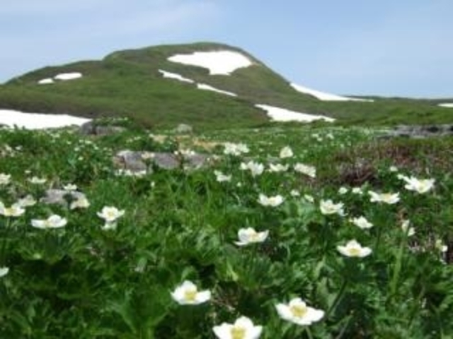 焼石岳の写真1