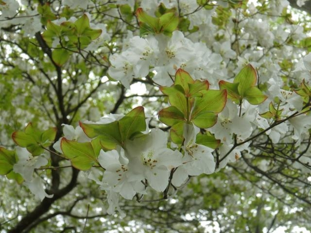 シロヤシオ_蕎麦粒山