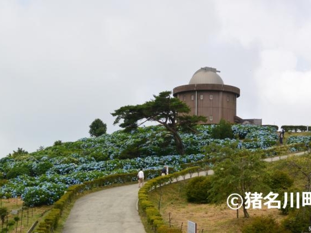 大野山あじさい_大野山