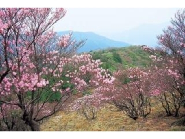 足摺宇和海国立公園篠山の写真1