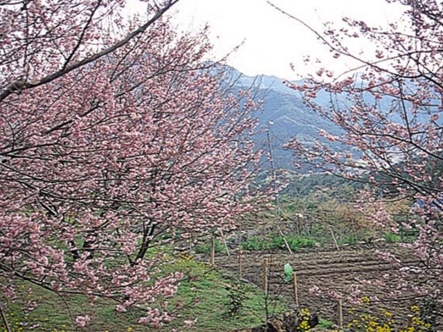 桑田山