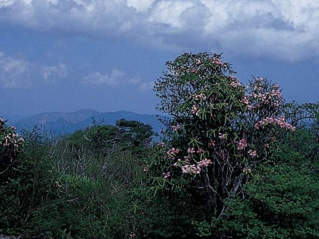 扇山の写真1