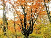 大万木山の写真2