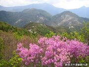 銅山峰の写真2