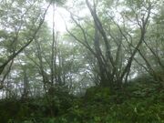 天狗ノ森の写真1