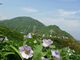 大千軒岳の写真4