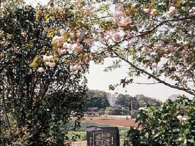 九重の桜の写真1
