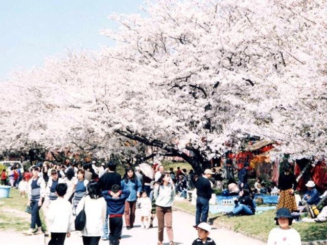 宮川堤の写真1