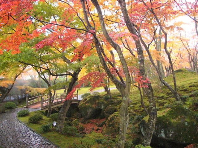 約130種類の苔と約200本の紅葉のモミジ。_箱根美術館