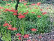 児玉美術館の写真2