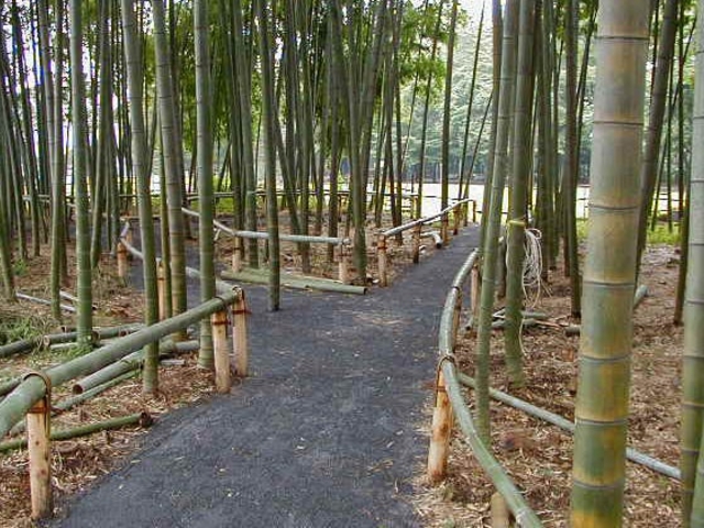 たけのこ公園の写真1