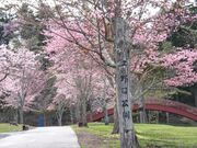 子野日公園の写真1