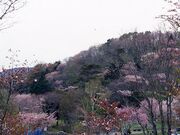 子野日公園の写真2