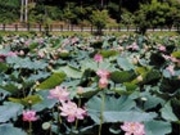 海上連親水公園の写真1