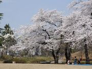 美郷町中央公園の写真1