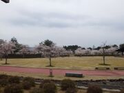 雄物川中央公園の写真1