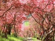 風呂山公園の写真1