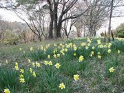 大宮自然公園の写真2
