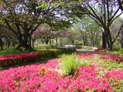 権現山公園の写真1