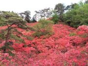 花立峠憩の森公園の写真1