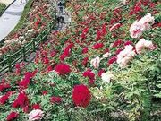 市民の森・フラワーパークの写真1