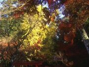 稲荷山公園の写真1