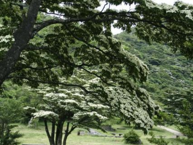 田代原キャンプ場_田代原キャンプ場