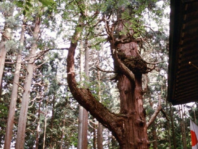 巌鬼山神社の大杉