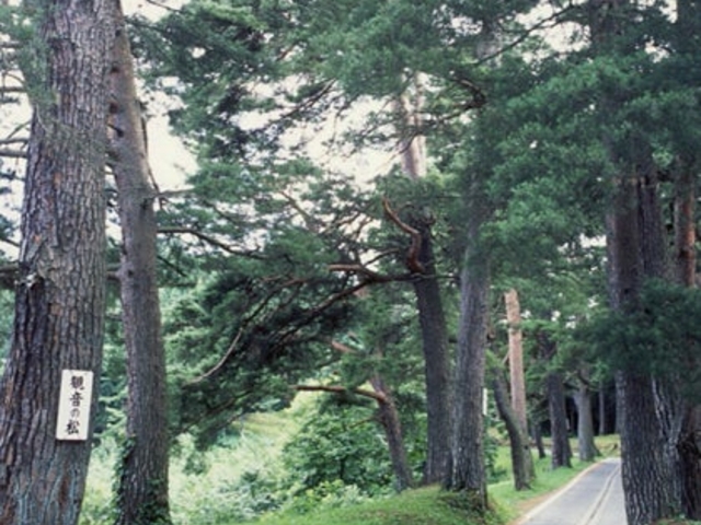 法光寺参道千本松並木の写真1