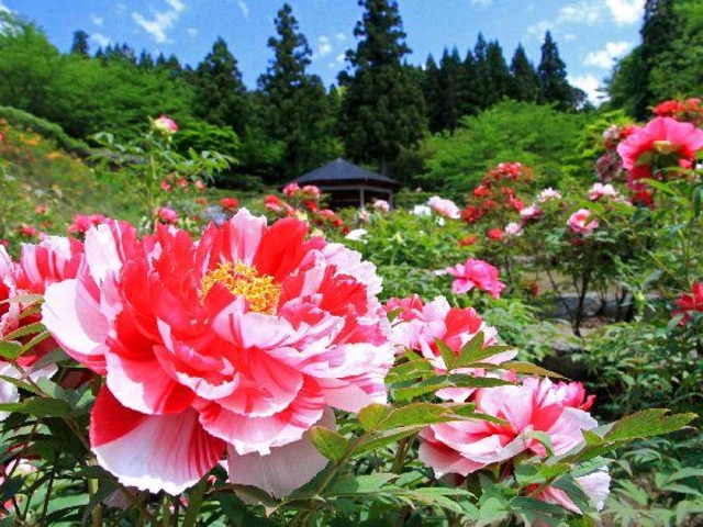 南部町ぼたんまつりの写真1