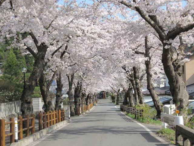 唐丹桜並木の写真1