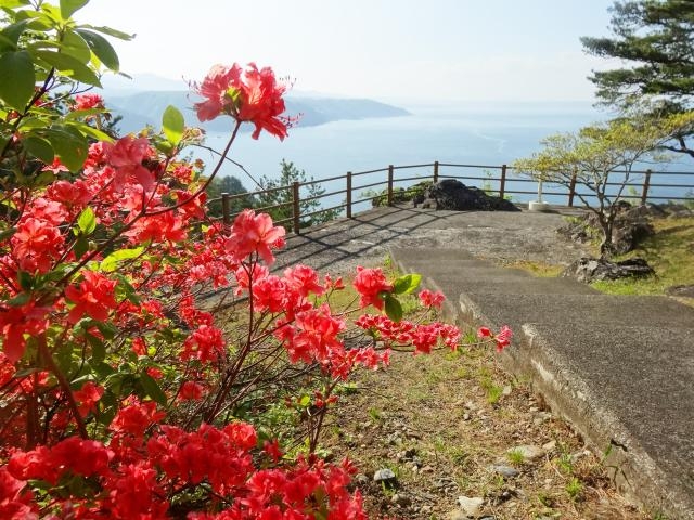 普代村のツツジ