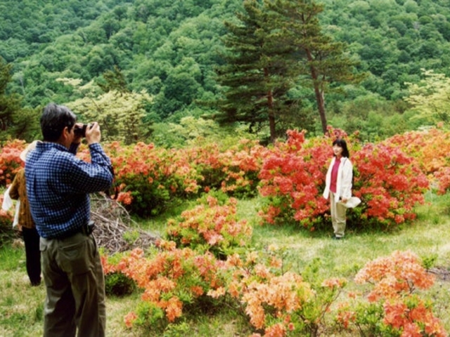 平庭高原のレンゲツツジの写真1
