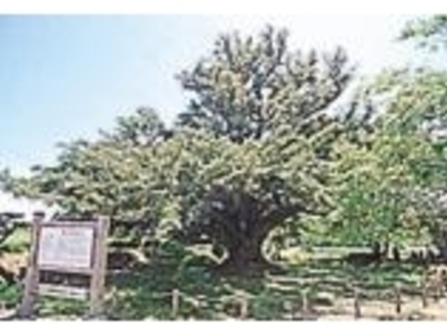 長久寺のマルミガヤ(榧の木)の写真1