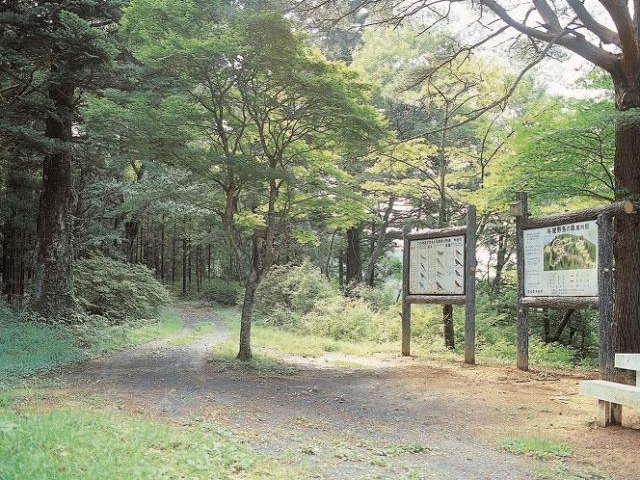 斗蔵山のウラジロカシの写真1