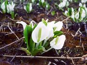 足寄町の水芭蕉の写真1