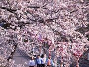 東公園の桜の写真1