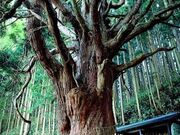 関の甕杉の写真1
